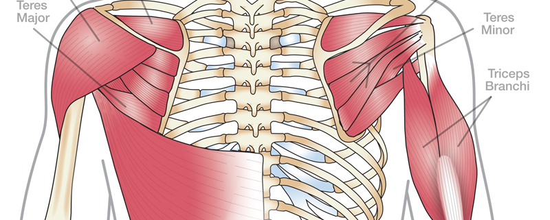 Anatomy 101: Shoulder Muscles