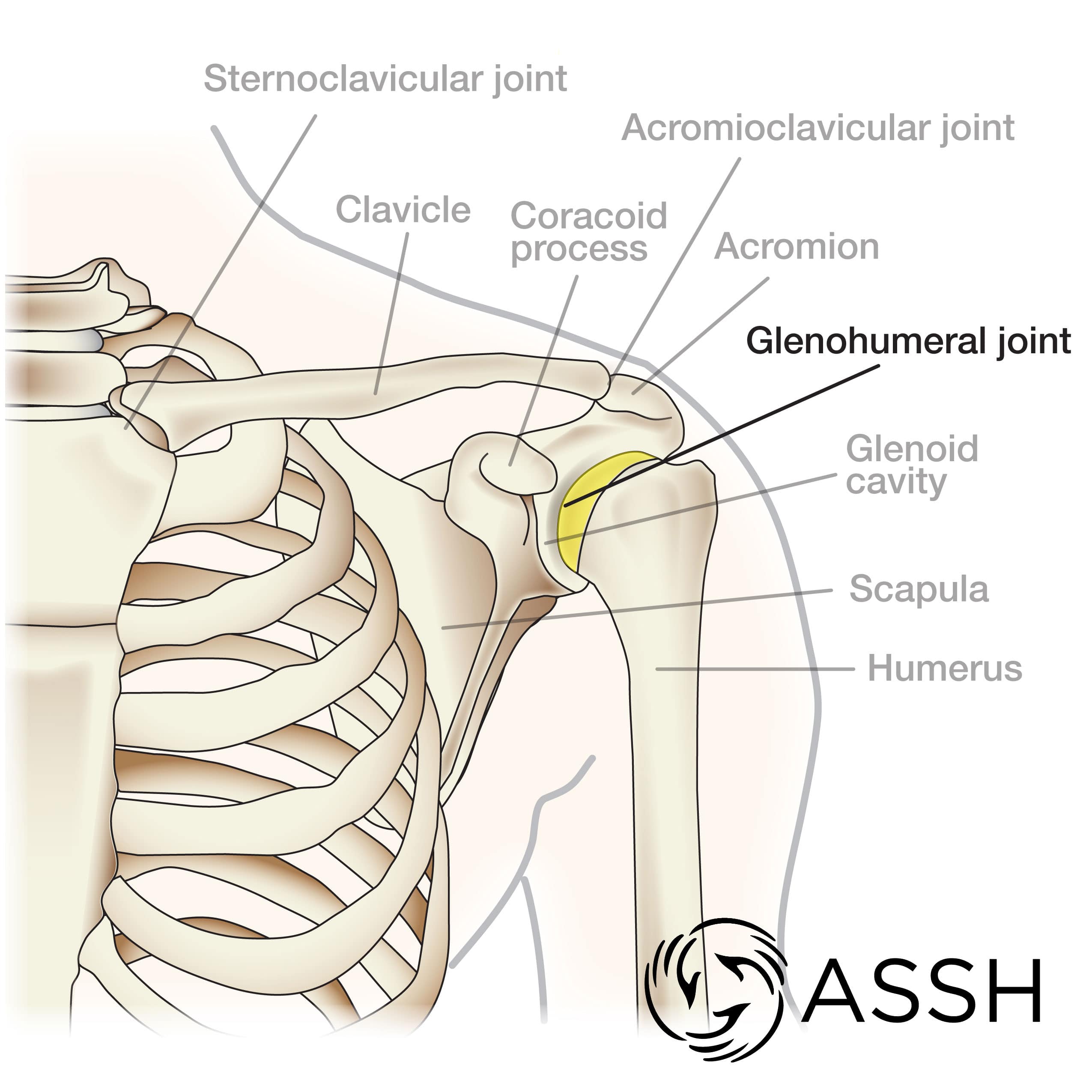 Healthy Street - FUNCTIONAL POSITIONS OF HAND A. In the power grip, when  grasping an object, the metacarpophalangeal (MP) and interphalangeal (IP)  joints are flexed, but the radiocarpal and midcarpal joints are