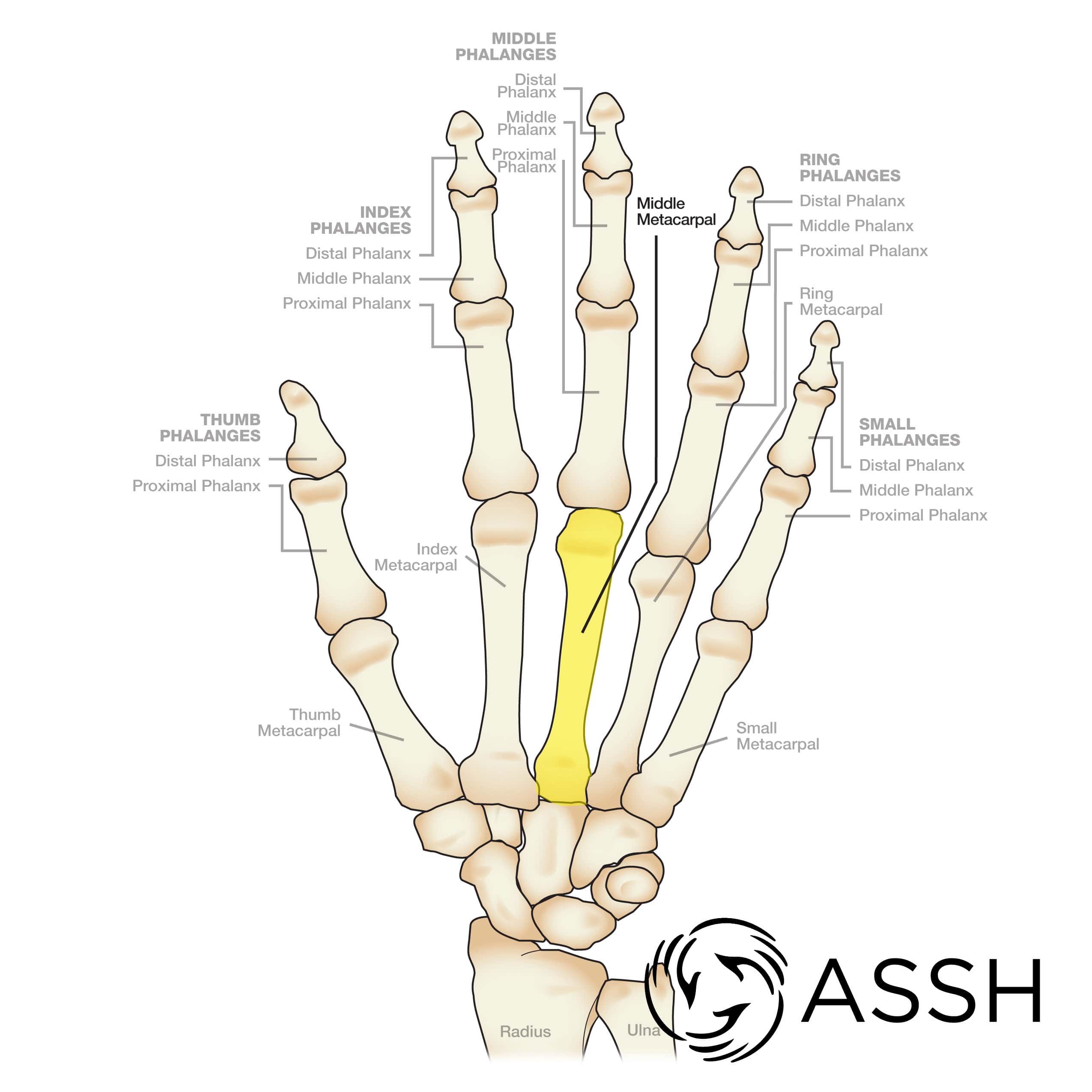 Body Anatomy: Upper Extremity Bones | The Hand Society