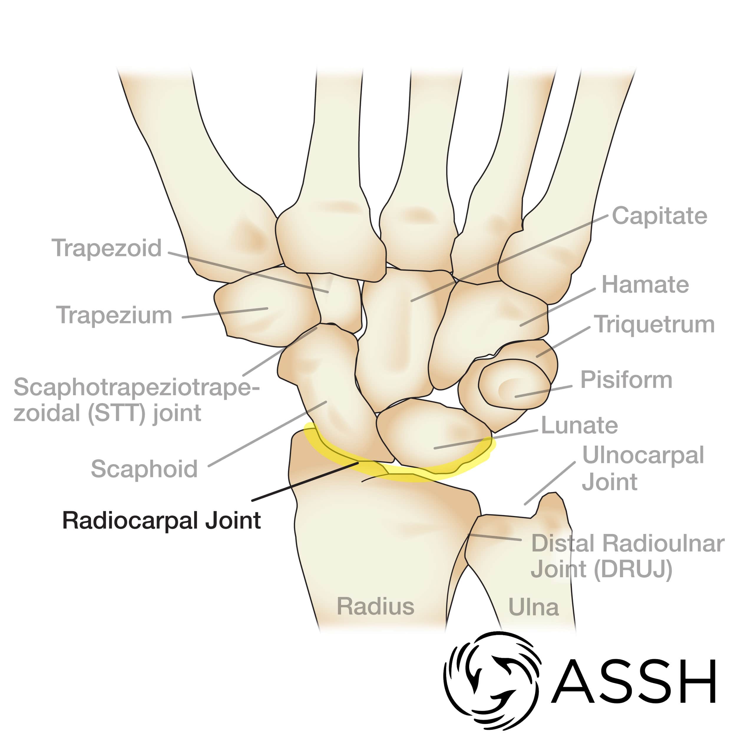 Body Anatomy: Upper Extremity Joints | The Hand Society