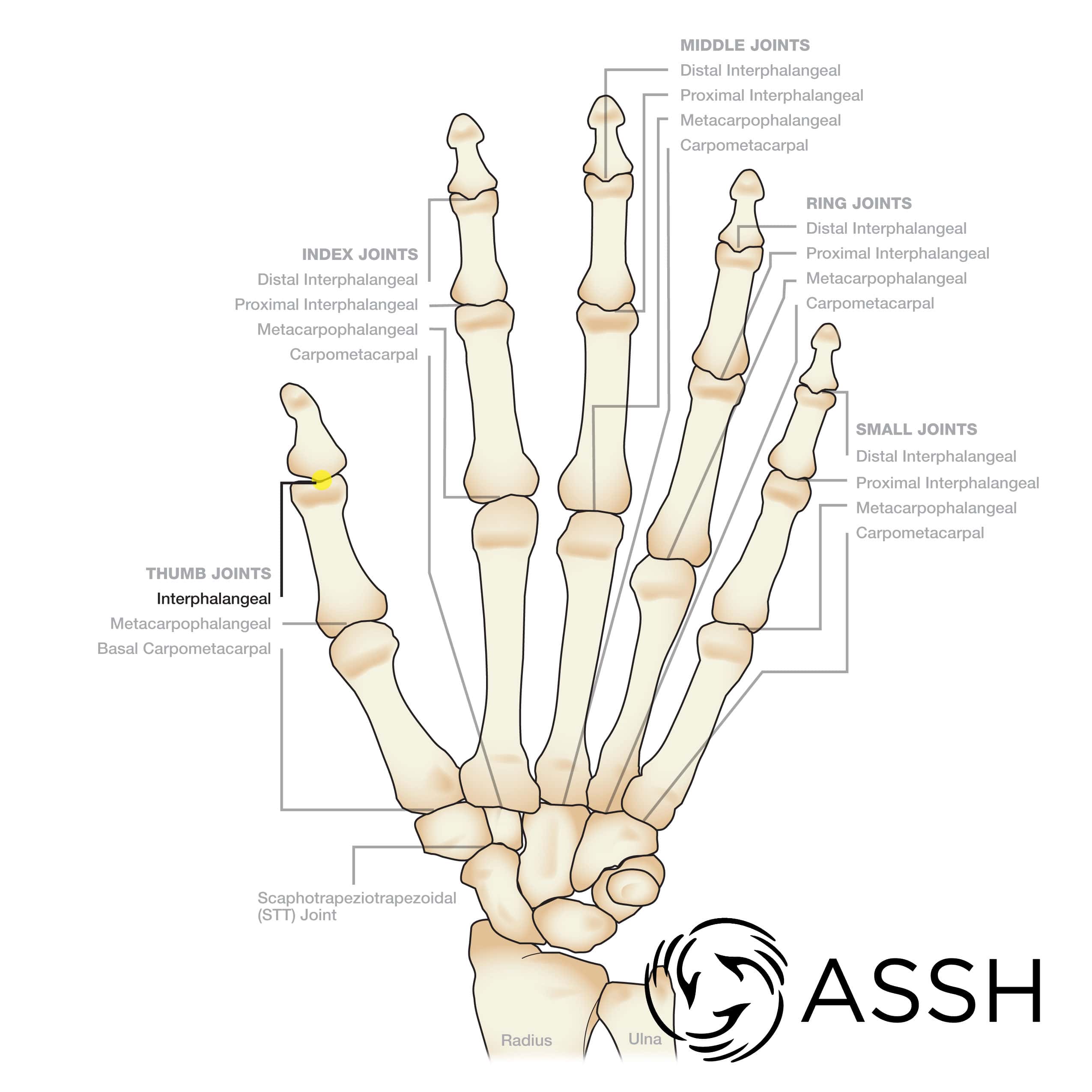 Body Anatomy: Upper Extremity Joints | The Hand Society