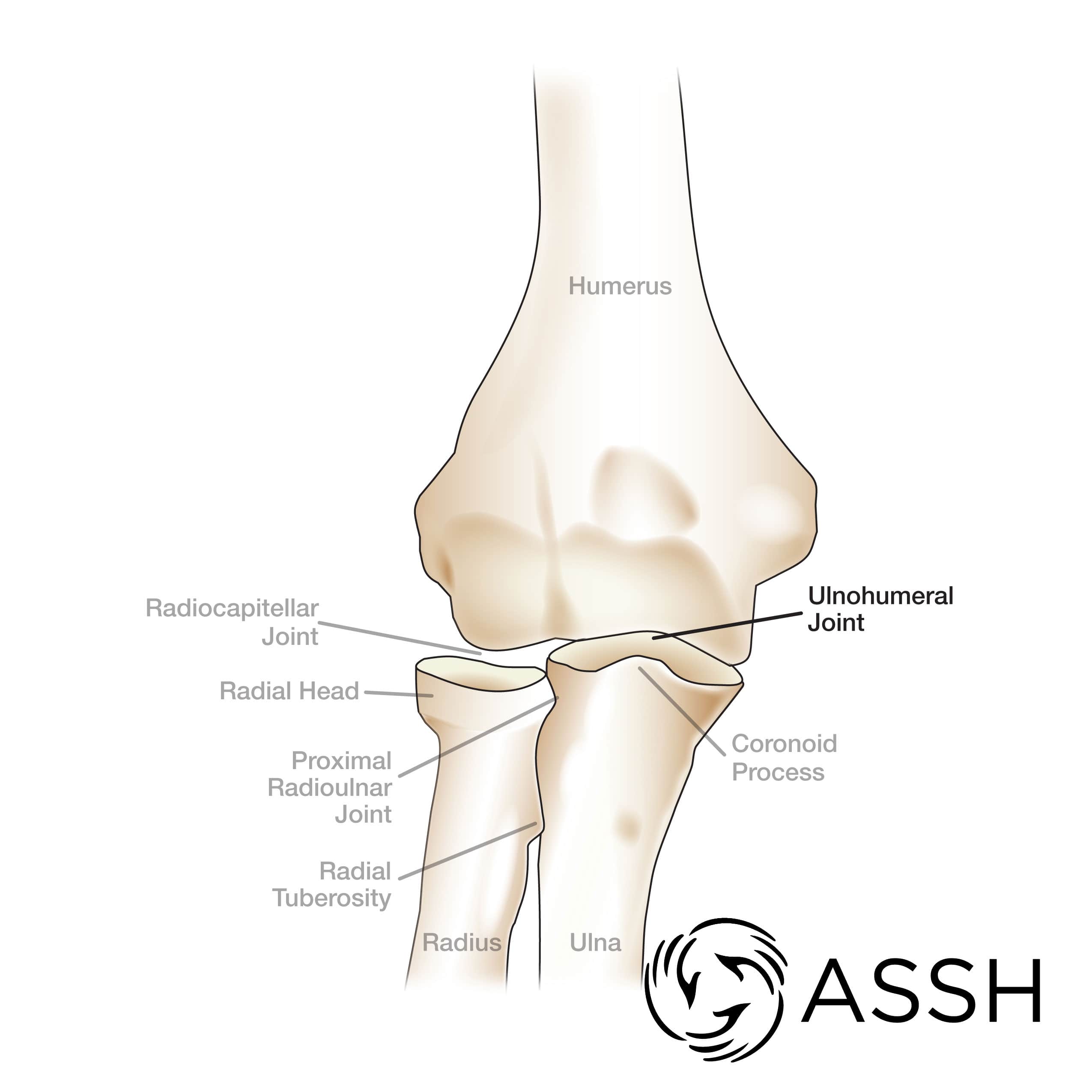 proximal radioulnar joint