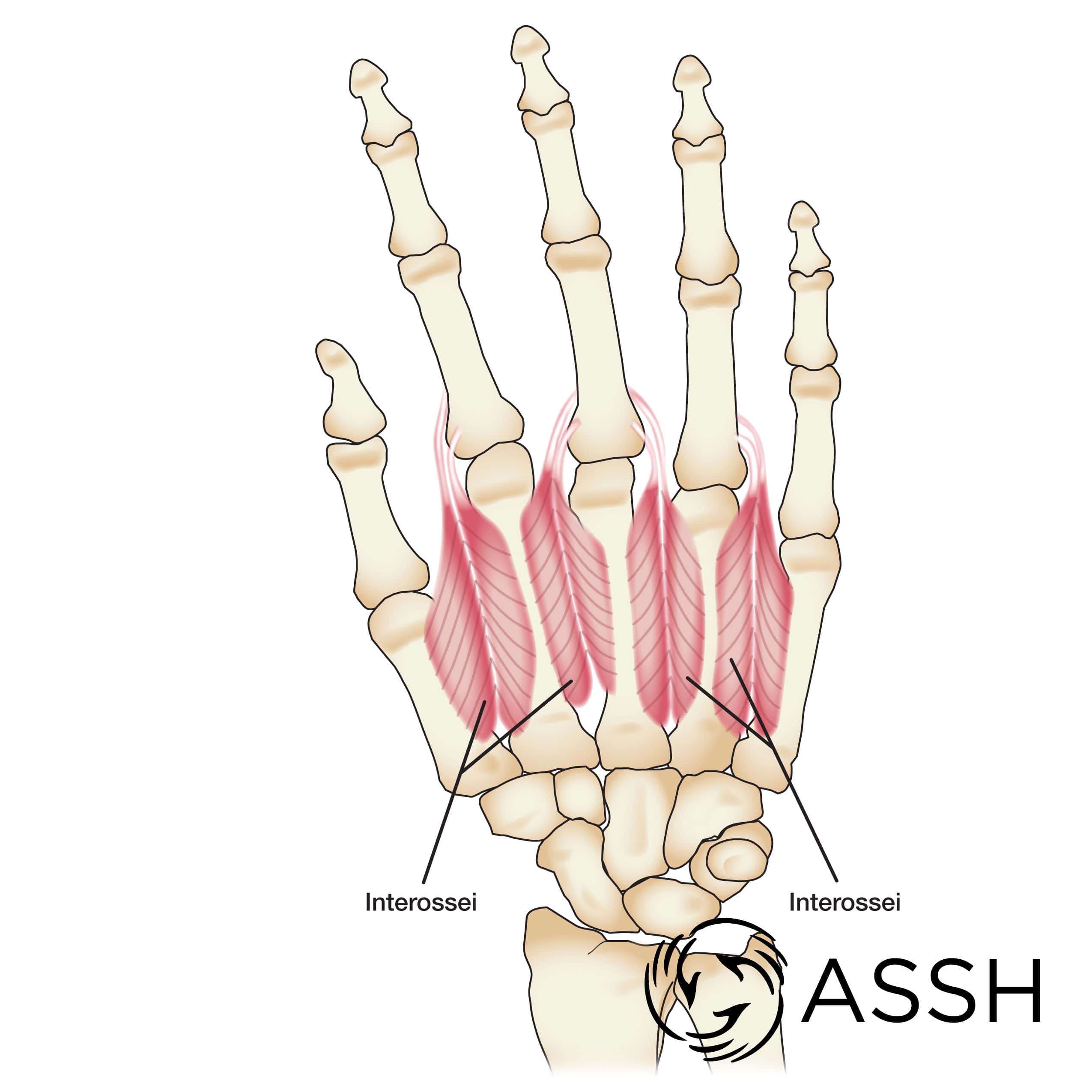 rotation anatomy hand