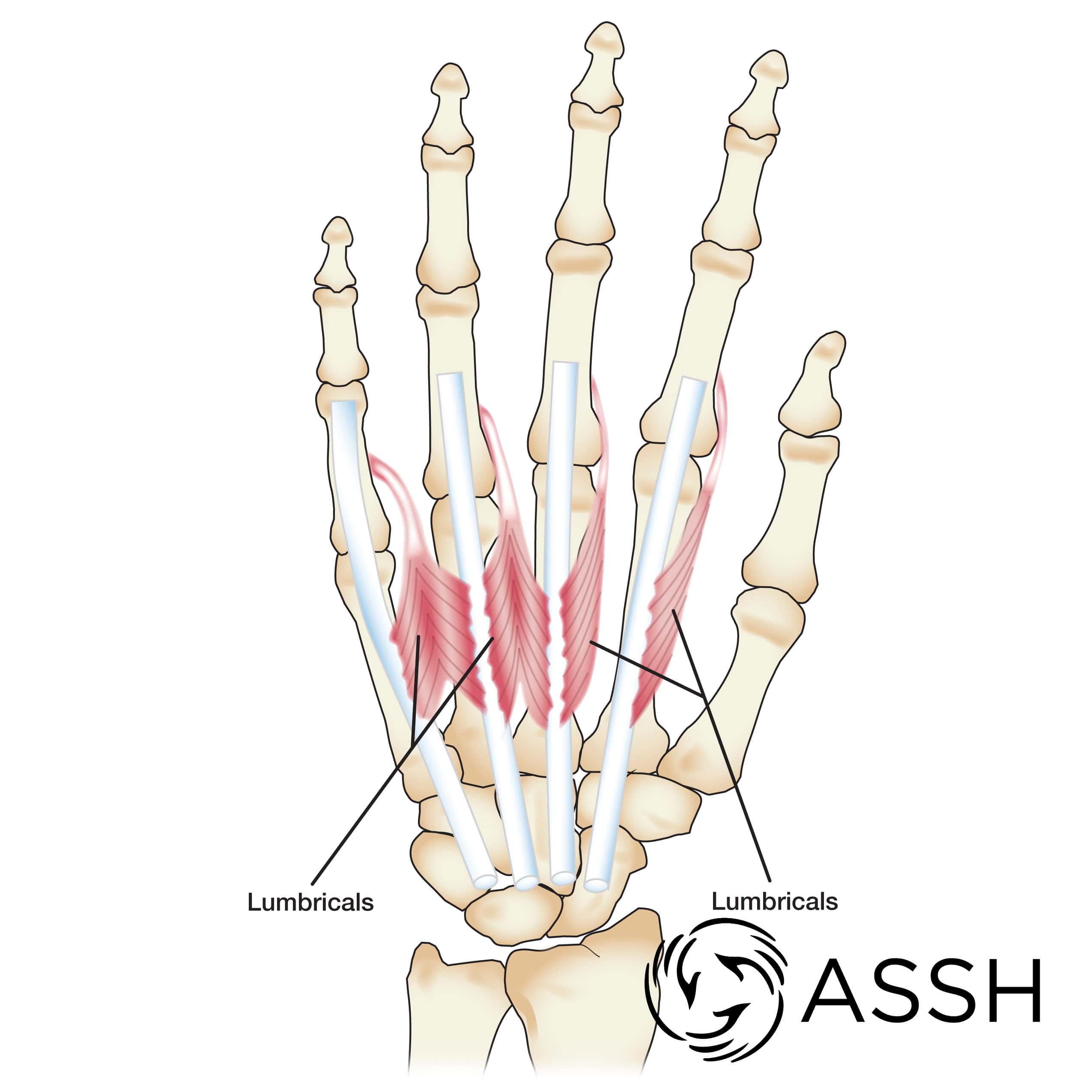 rotation anatomy hand