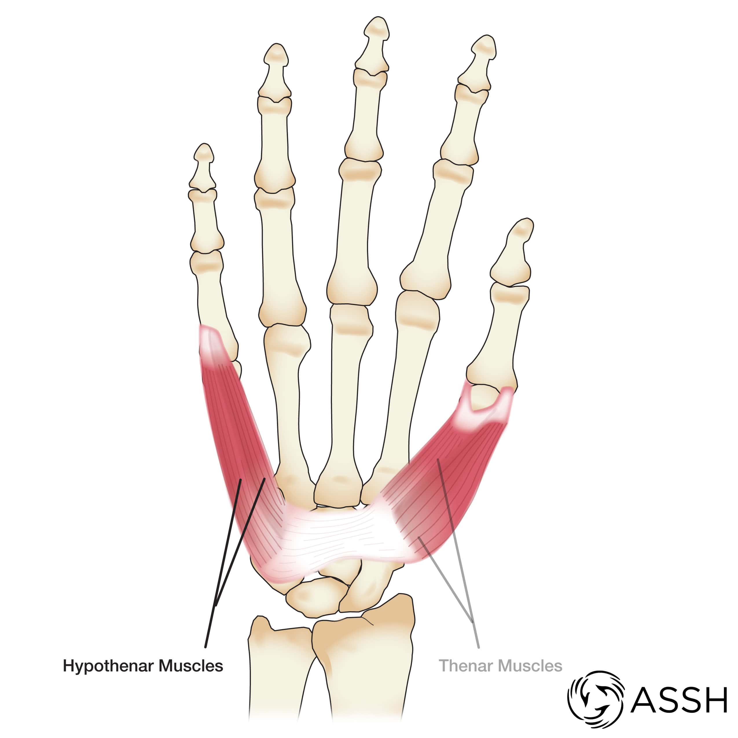 rotation anatomy hand