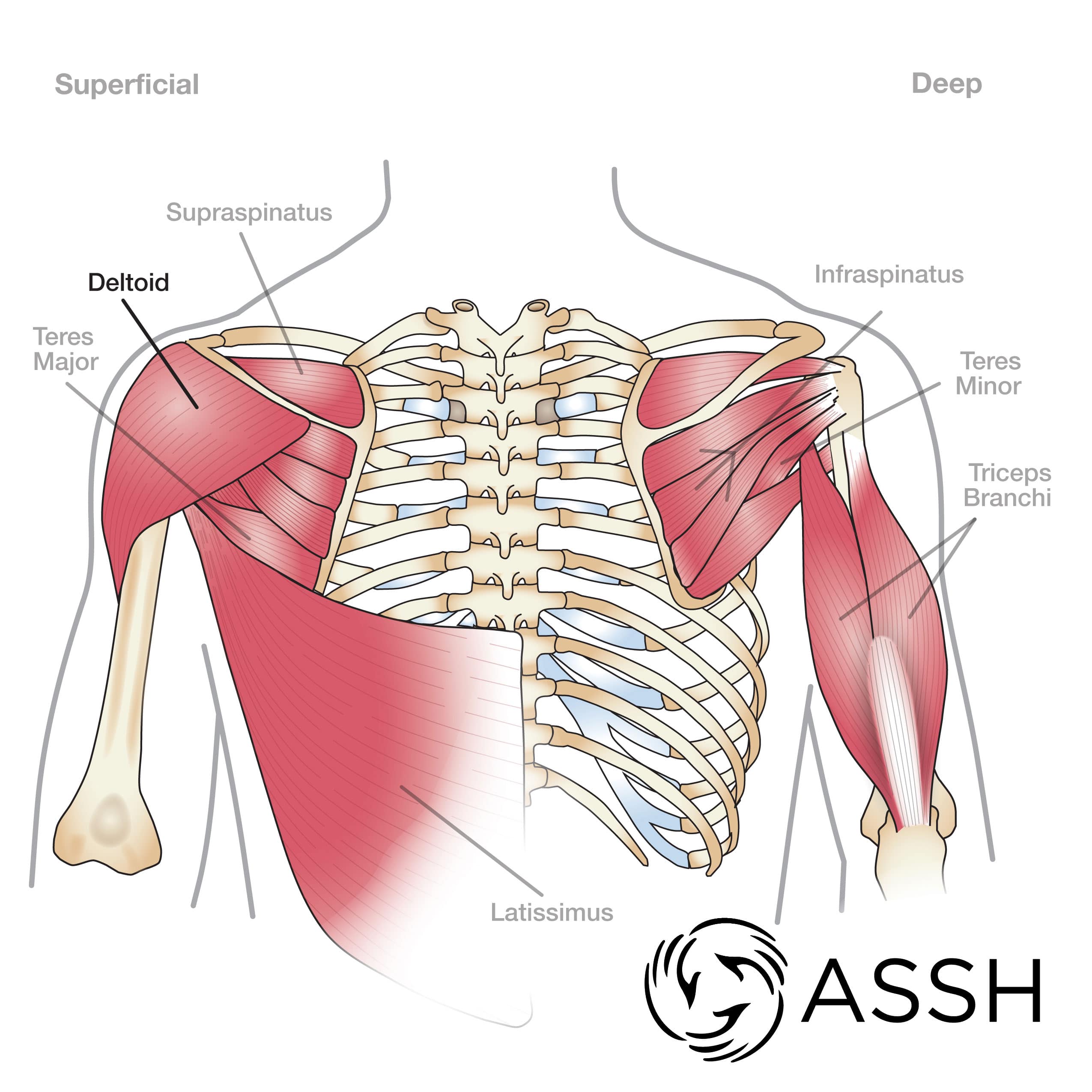 Back Of Arm Muscles Diagram Shoulder Anatomy Eorthopod Com The