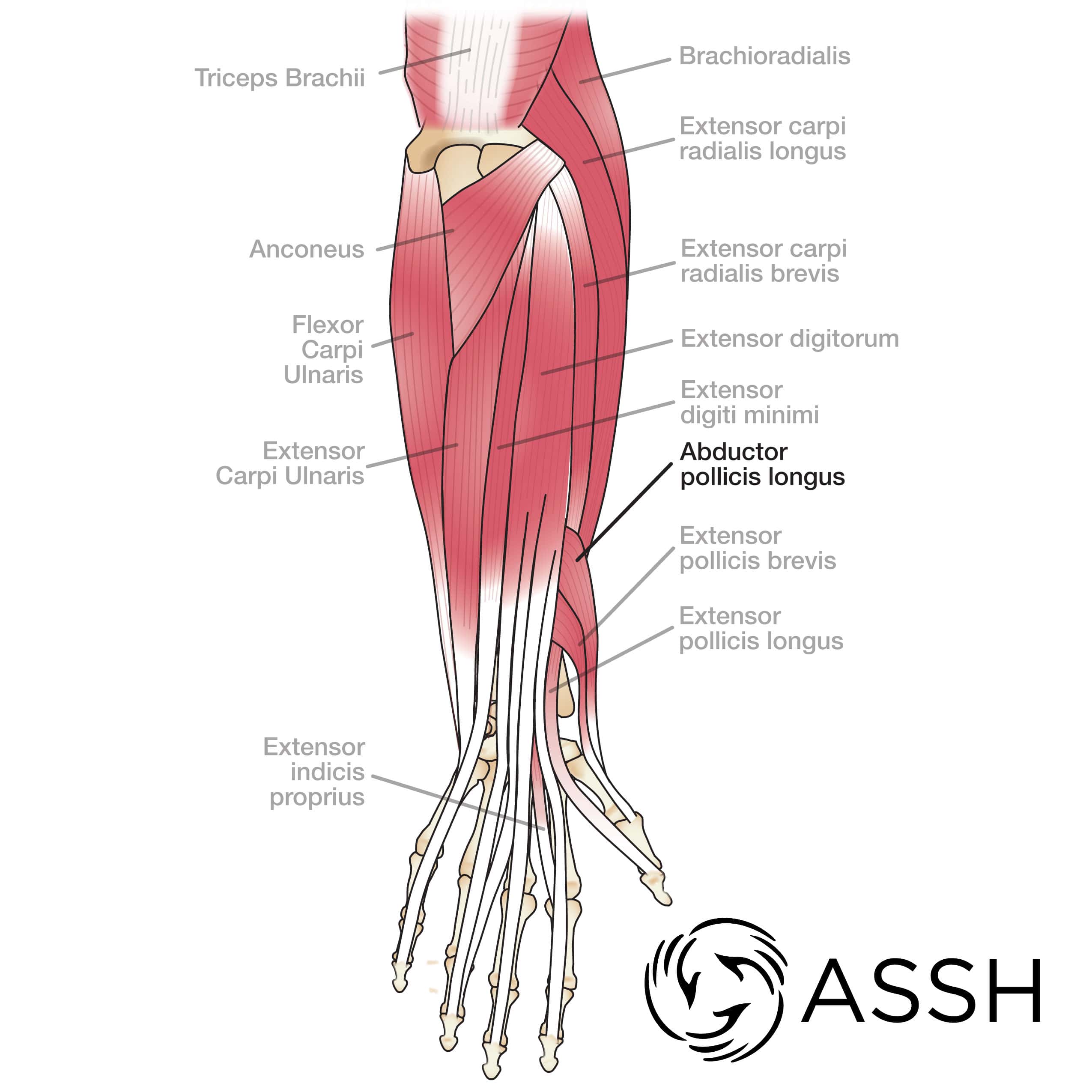 Upper Arm Tendon Anatomy