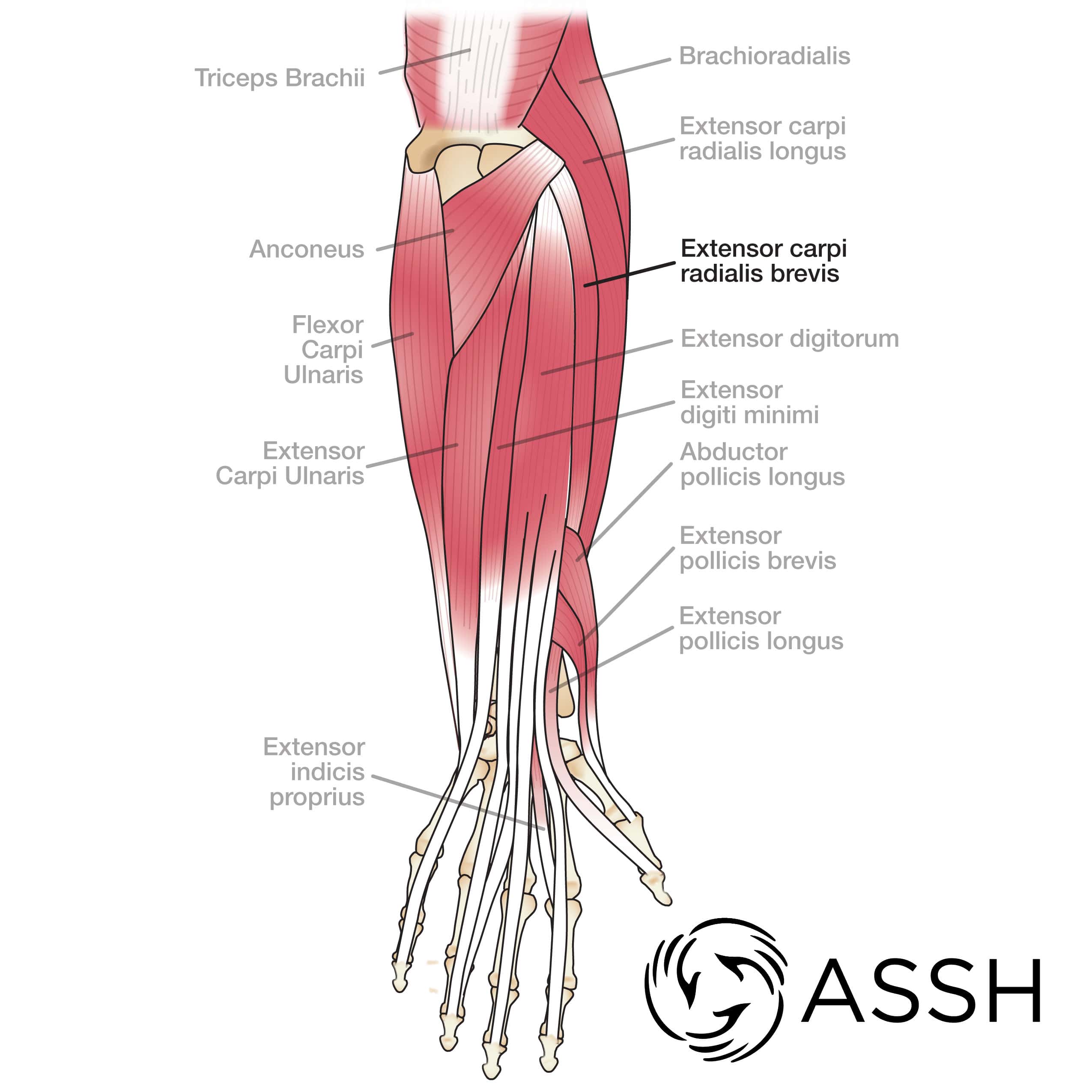 Tendons shop in arm