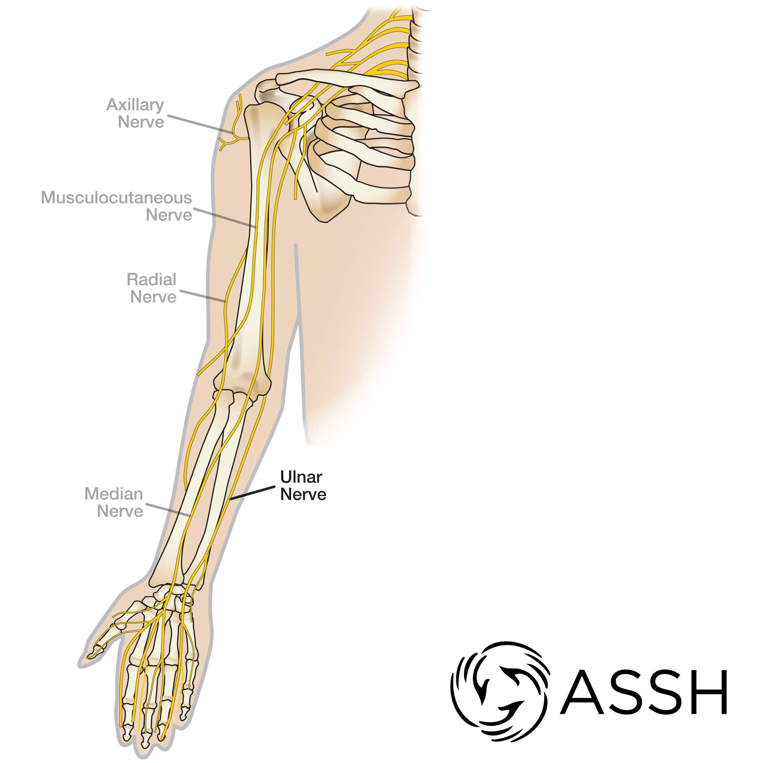 Median nerve: Anatomy, origin, branches, course