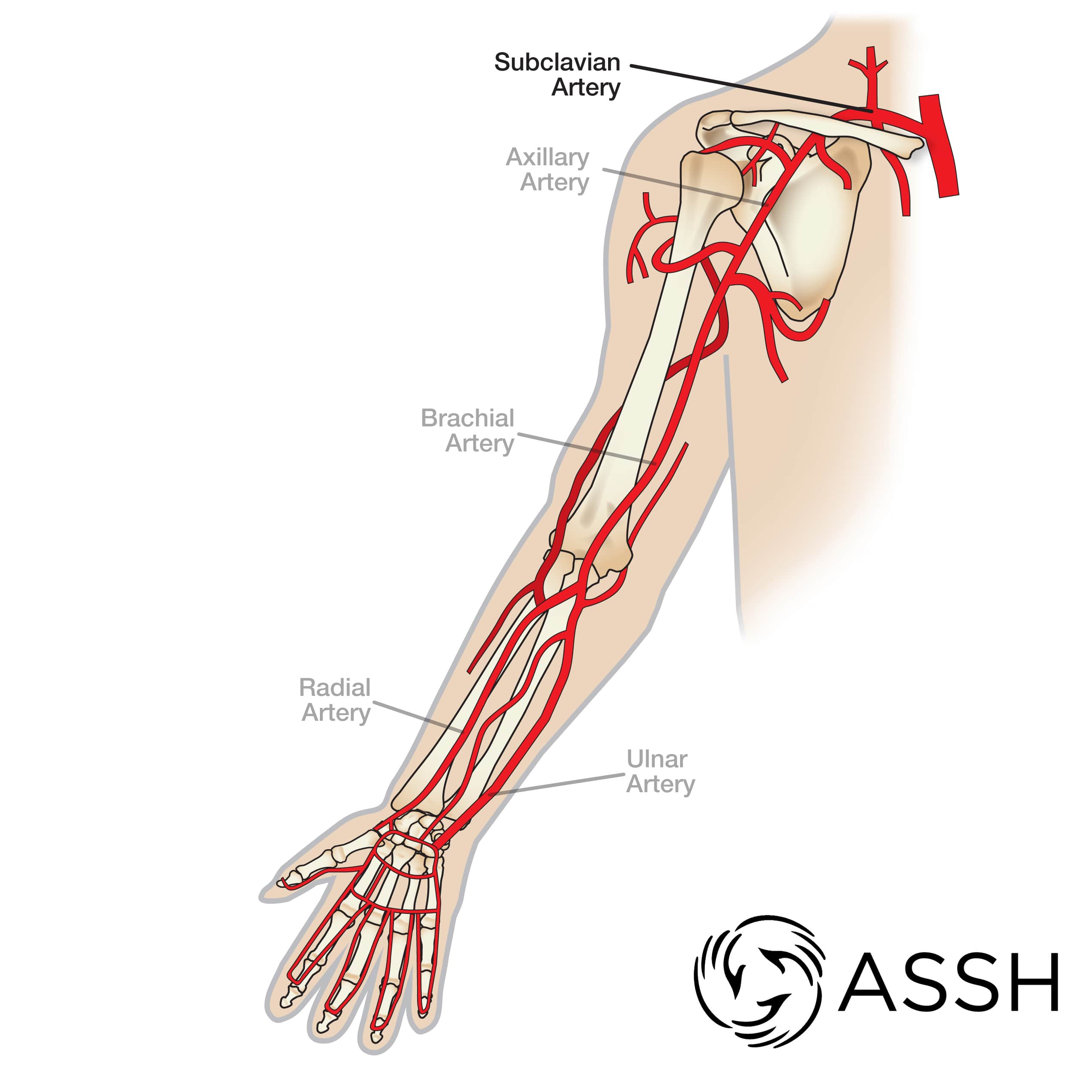 Artery axillary Axillary artery