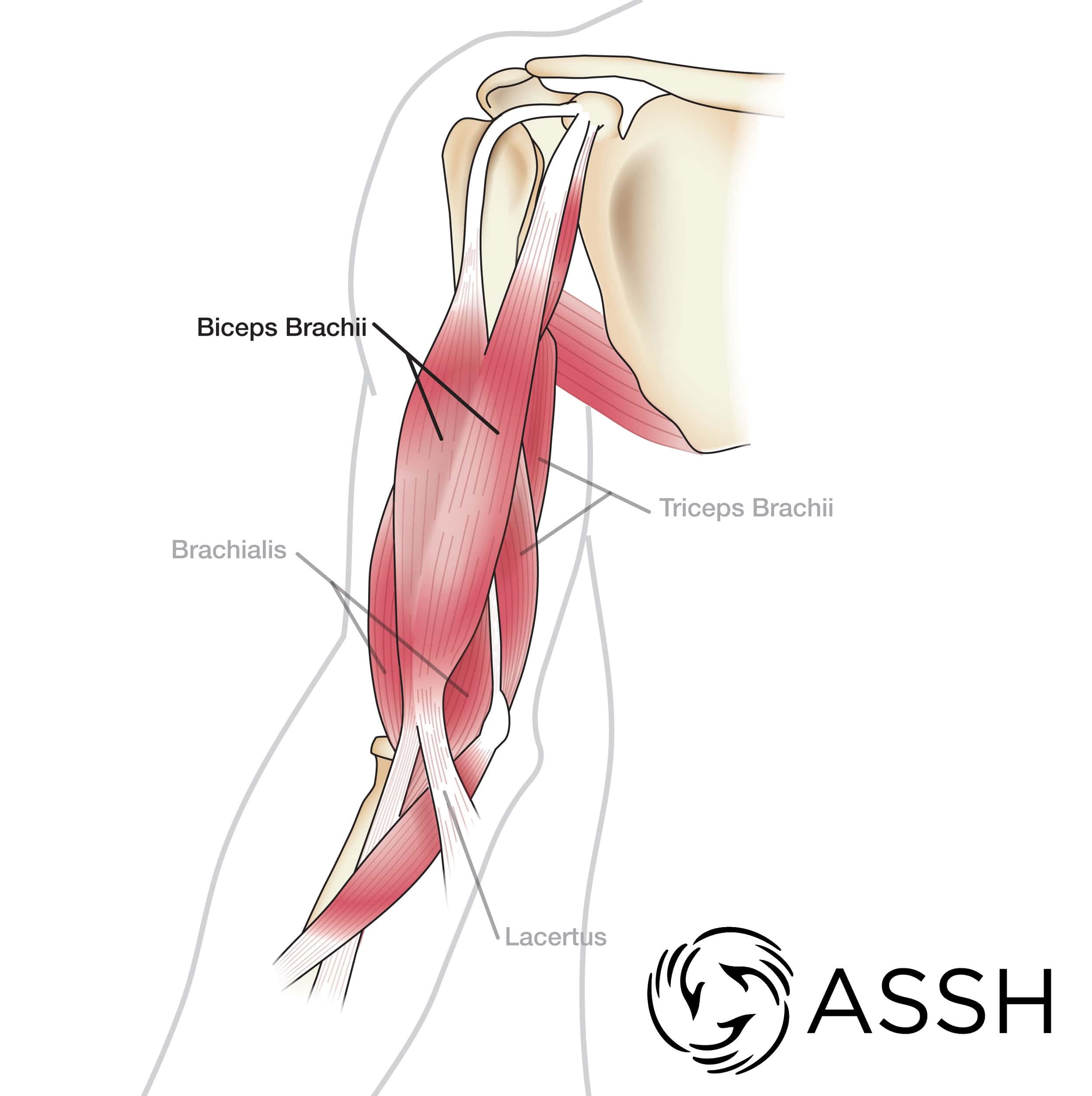 Anatomy Stock Images  upper-arm-musculus-triceps-brachii-biceps-muscle -humerus-side-skin-names