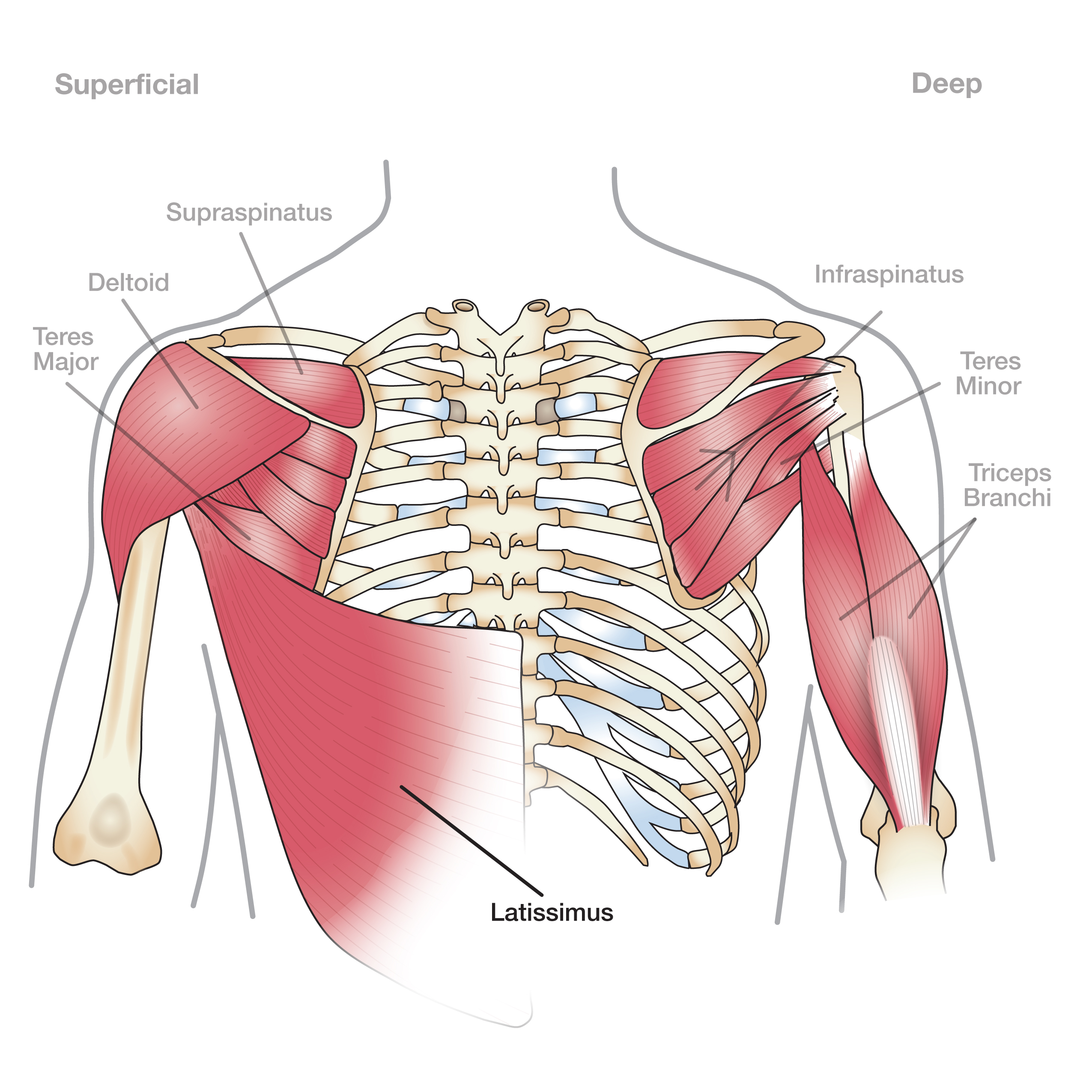 Rotary shop cuff muscle