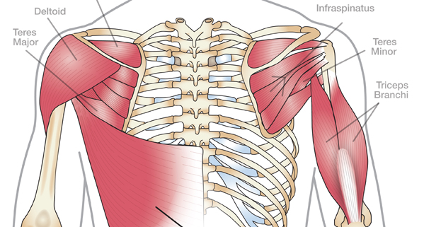 rotation anatomy hand