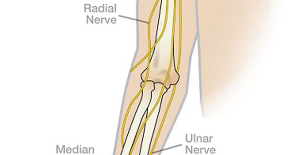 Anatomy 101: Nerves of the Upper Extremity | The Hand Society