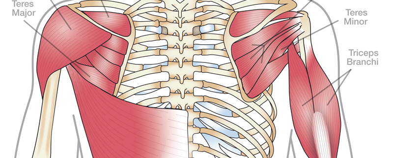 shoulder muscles anatomy