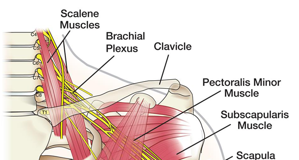 Anatomy 101: Brachial Plexus | The Hand Society