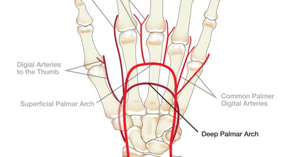 Anatomy 101: Arteries of the Hand | The Hand Society