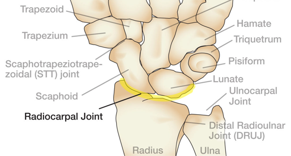 Anatomy 101 Wrist Joints The Hand Society