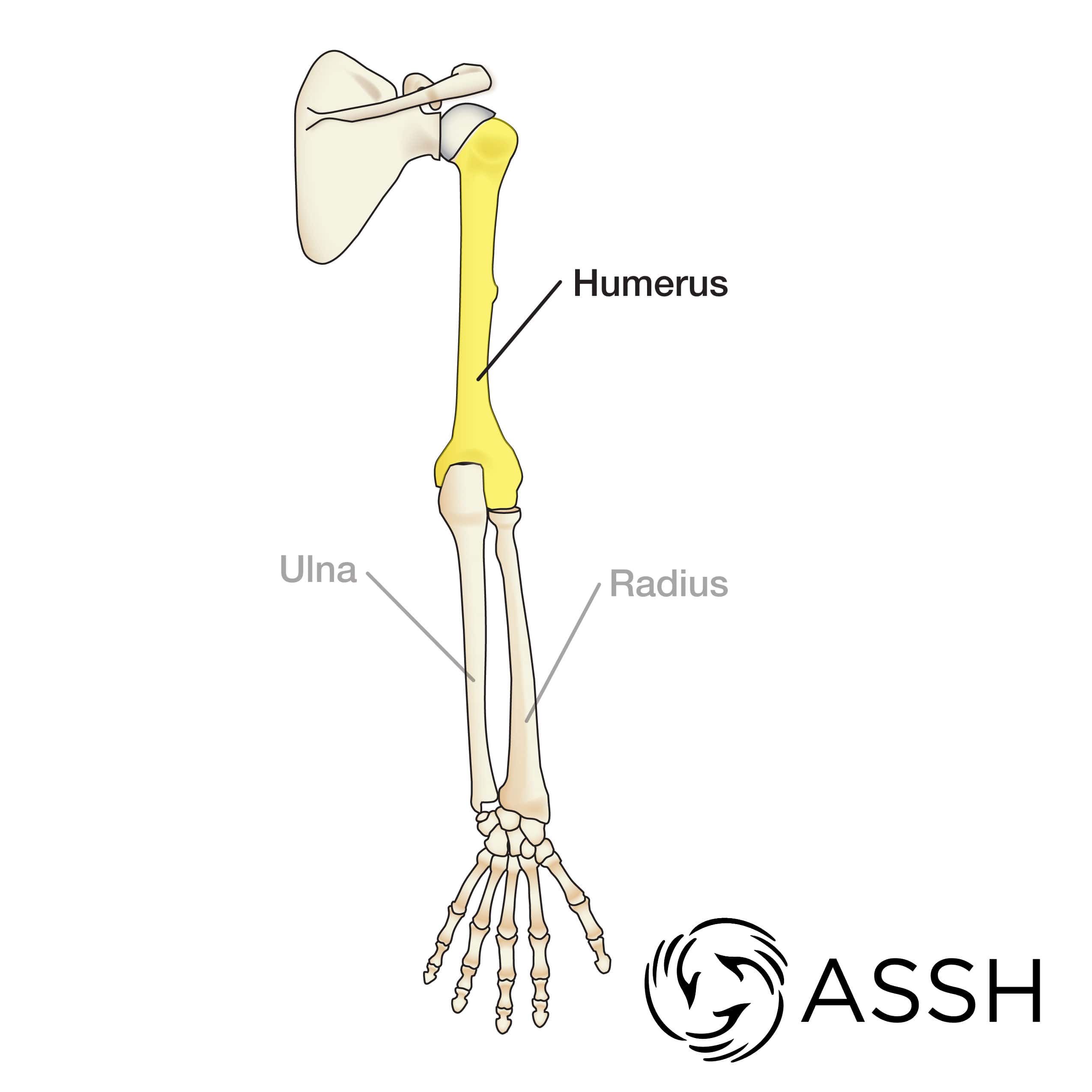 Body Anatomy: Upper Extremity Bones | The Hand Society