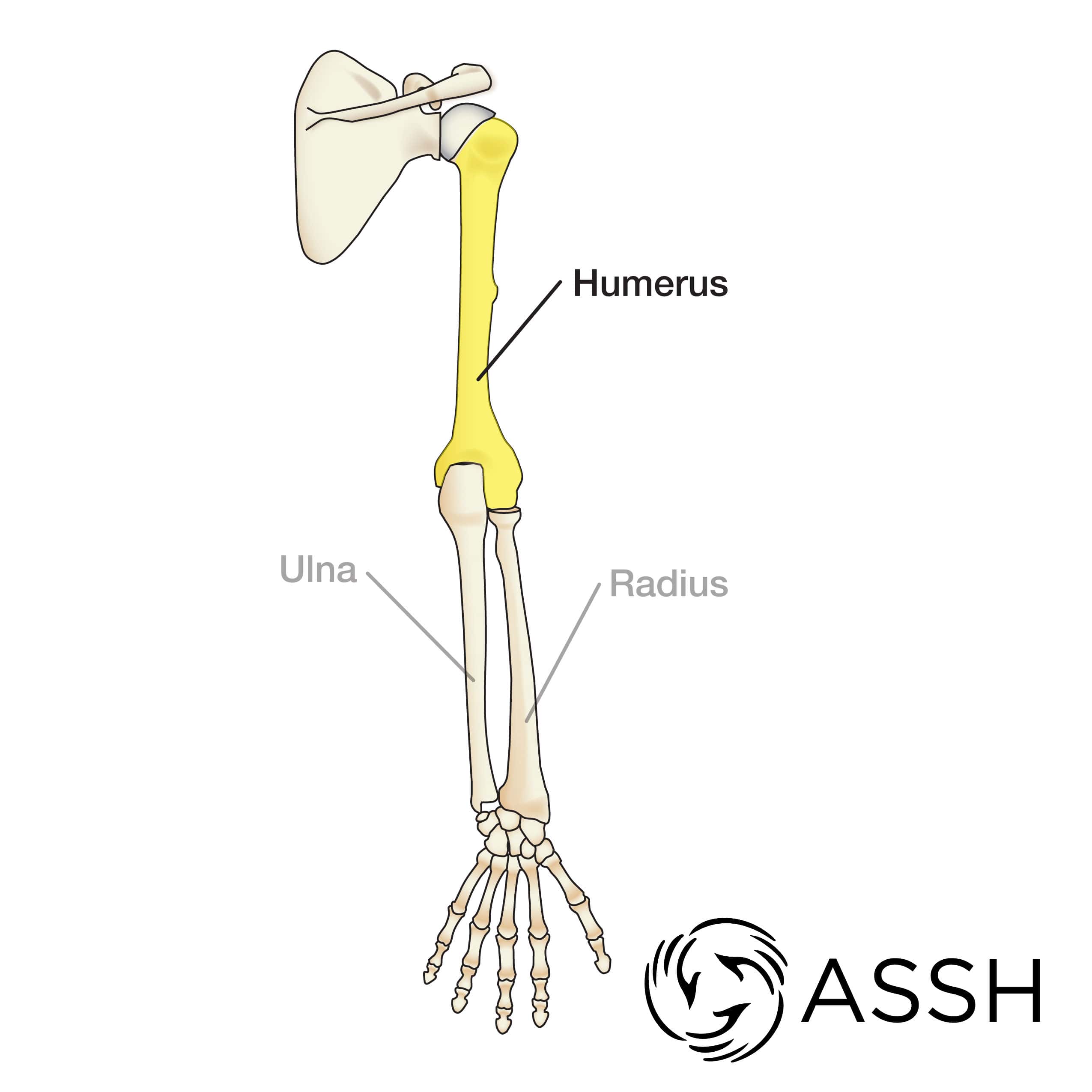 Body Anatomy Upper Extremity Bones The Hand Society | Free Download ...