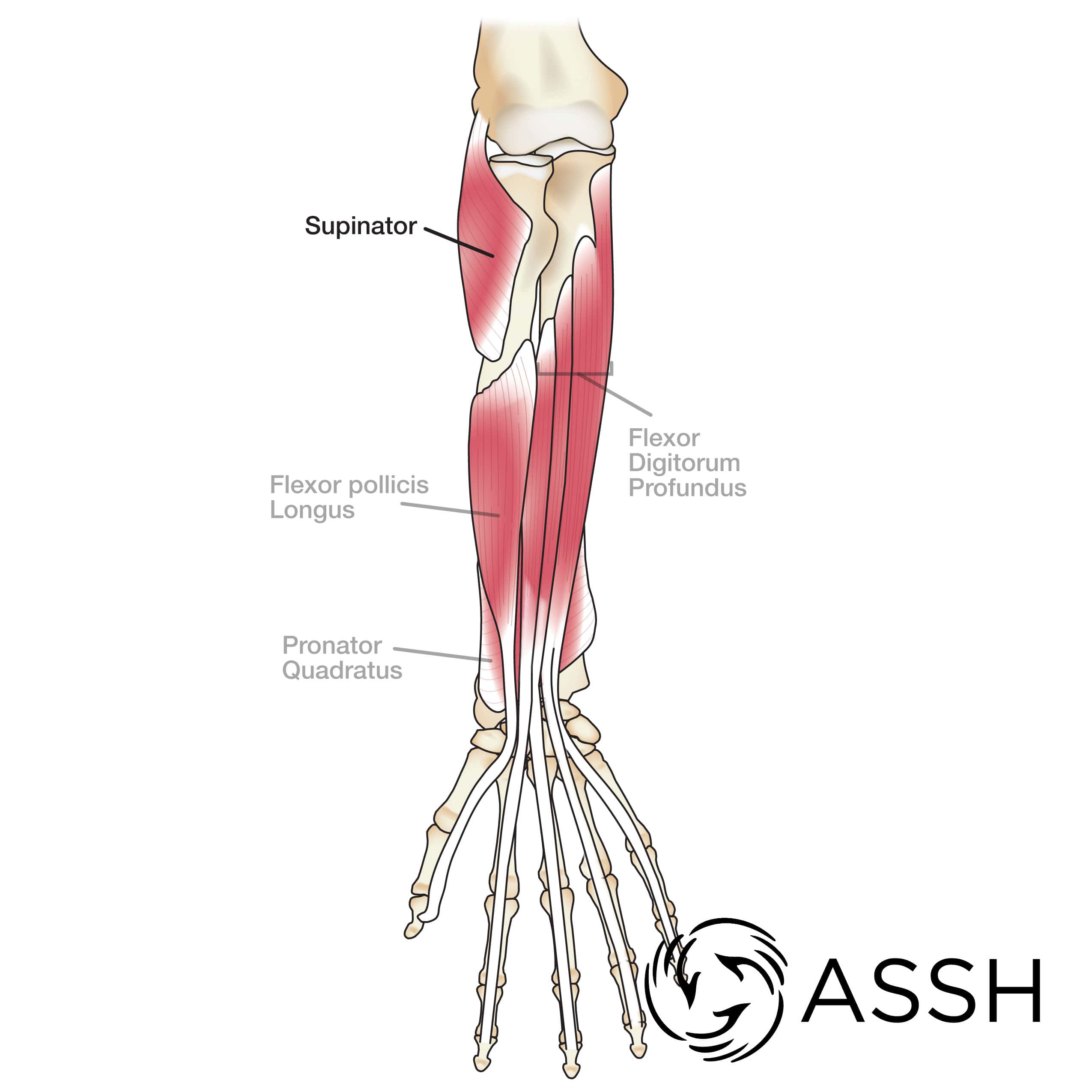 supinator and pronator muscles