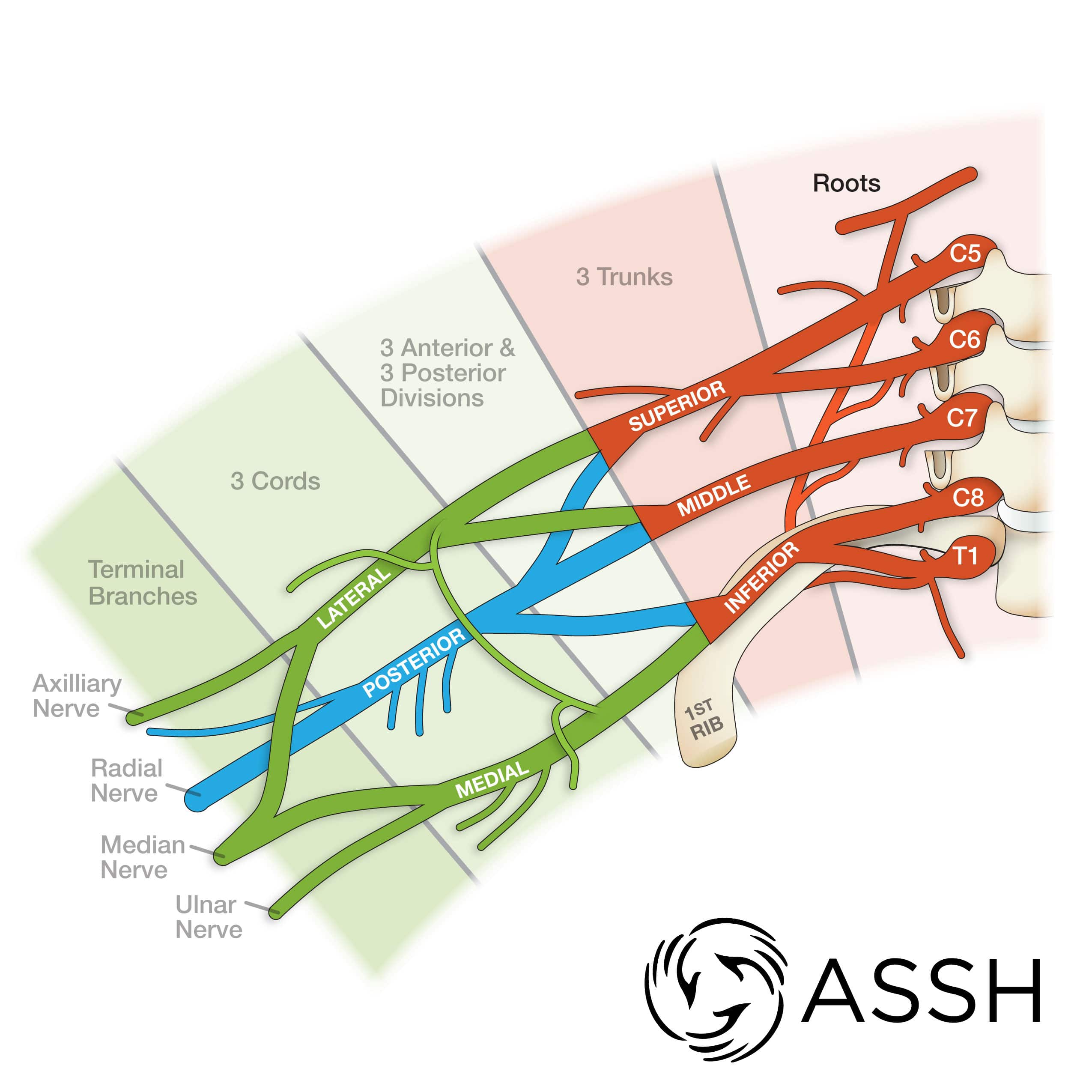 Body Anatomy Upper Extremity Nerves The Hand Society