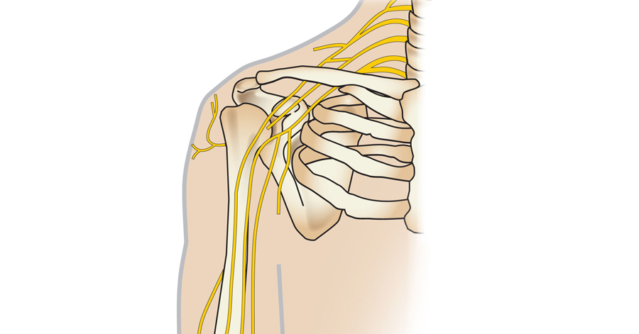 Body Anatomy: Upper Extremity Nerves | The Hand Society